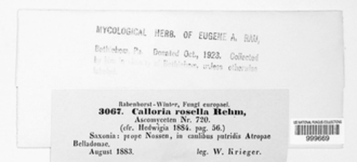 Orbilia rosella image